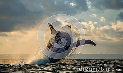 Jump into the sky. Jump humpback whale. Stock Photo