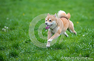 Jumped shiba inu dog Stock Photo