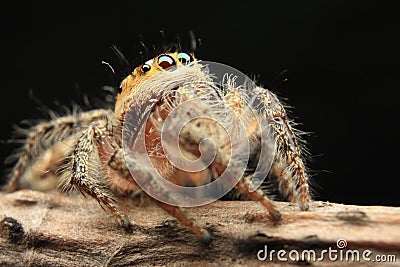 Jumpin Spider close up Detail animal small Stock Photo