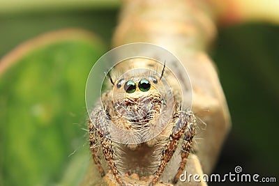Jumpin Spider close up Detail animal small Stock Photo