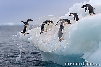 Jumping penguin. An Adelie (AdÃ©lie) penguin jumps on to an iceberg. Stock Photo