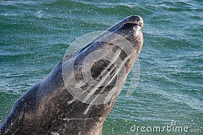 Jumping baby gray whale Stock Photo