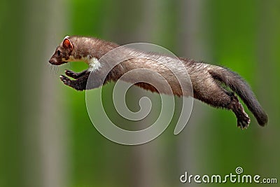 Jumping beech marten, small opportunistic predator, nature habitat. Stone marten, Martes foina, in typical european forest environ Stock Photo