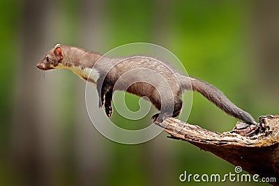 Jumping beech marten, small opportunistic predator, nature habitat. Stone marten, Martes foina, in typical european forest Stock Photo