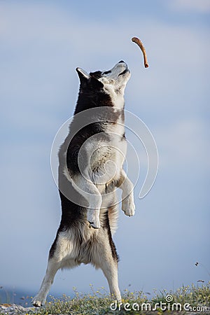 Jumping blue-eyed Funny Siberian Husky Dog open mouth Catching treat, Against the background of the sky and mountains. A dog catch Stock Photo
