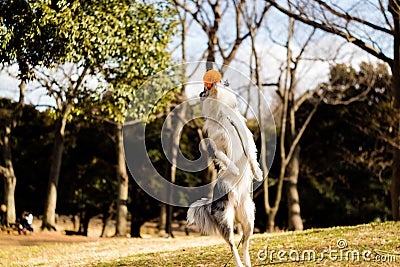 A Jumping Border Collie Stock Photo