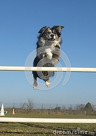 Jumping border collie Stock Photo