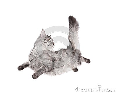 Jumping cat Stock Photo