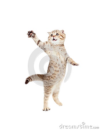 Jumping cat striped Scottish fold isolated Stock Photo