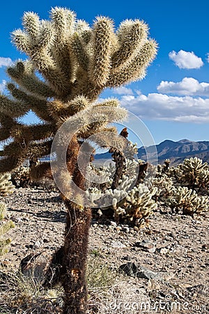 Jumping Cholla Cactus in Joshua Tree National Park Stock Photo