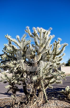 Jumping Cholla (Cylindropuntia fulgida), Phoenix, AZ Stock Photo