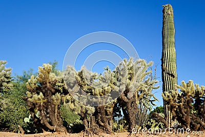 Jumping Cholla and Saguaro at Xeriscaped Roadside, Phoenix, AZ Stock Photo