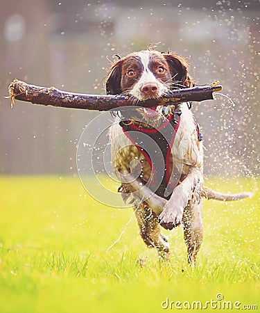 Jumping dog Stock Photo