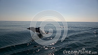 Jumping dolphin Stock Photo