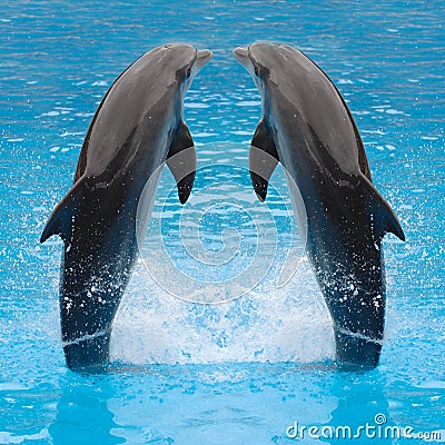 Jumping dolphin twins Stock Photo
