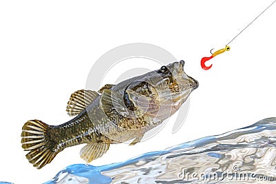 Jumping fish catching a bait Stock Photo