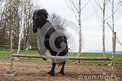 Jumping friesian horse. Equine sport. Stock Photo