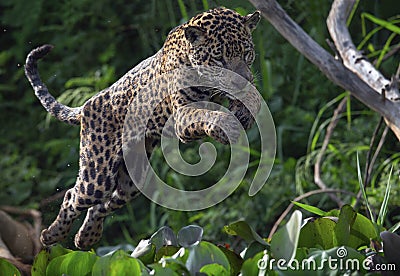 Jumping Jaguar. Green natural background. Panthera onca. Natural habitat. Cuiaba river, Brazil Stock Photo