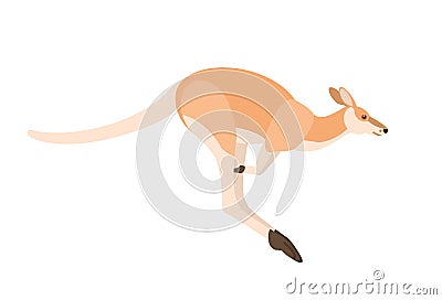 Jumping kangaroo isolated on white background. Portrait of wild Australian animal, side view. Beautiful exotic species Vector Illustration