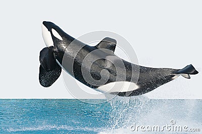 Jumping killer whale Stock Photo