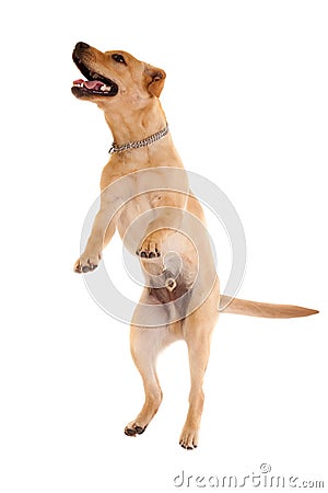 Jumping labrador retriever Stock Photo