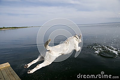 Jumping Labrador Retriever Stock Photo