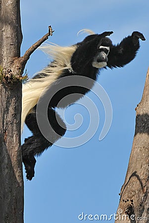 Jumping Monkey Stock Photo