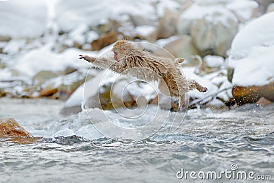 Jumping monkey. Action monkey wildlife scene from Japan. Monkey Japanese macaque, Macaca fuscata, jumping across winter river Stock Photo