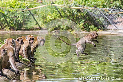 Jumping monkey directly above Stock Photo