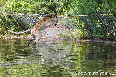 Jumping monkey directly above Stock Photo