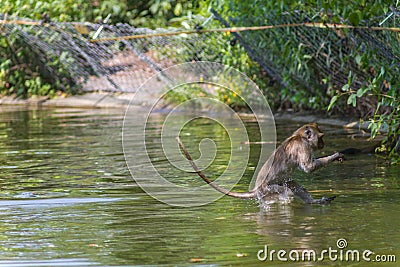 Jumping monkey directly above Stock Photo