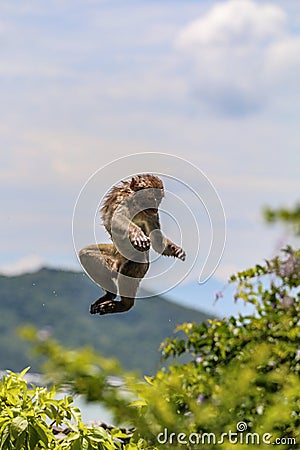 Jumping monkey Stock Photo