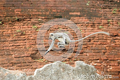 Jumping monkey over brick wall of Anuradhapura church Stock Photo