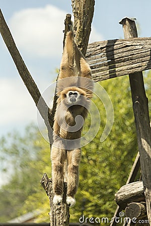 Jumping monkey Stock Photo