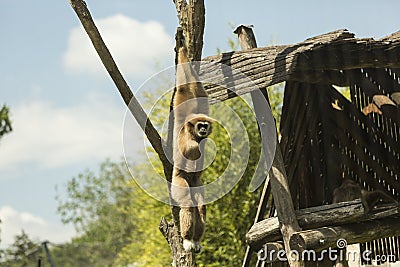 Jumping monkey Stock Photo