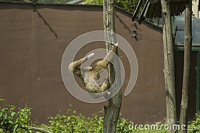 Jumping monkey Stock Photo