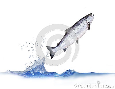 Jumping out from water salmon Stock Photo