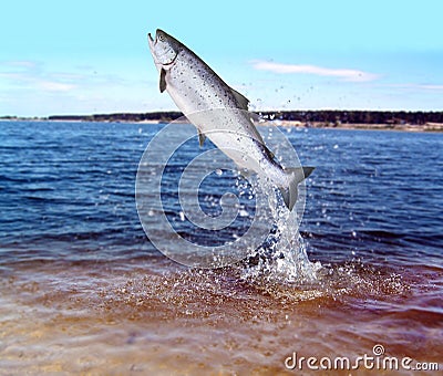 Jumping out from water salmon Stock Photo