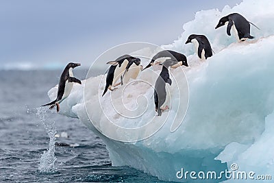 Jumping penguin. An Adelie (AdÃ©lie) penguin jumps on to an iceberg. Stock Photo