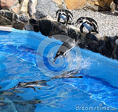 Jumping penguins Stock Photo