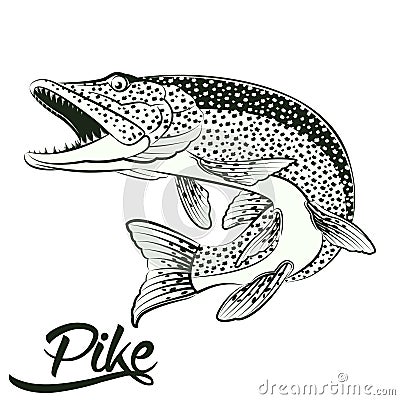 Jumping Pike isolated Vector Illustration