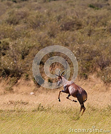 A jumping playful Topi Antelope Stock Photo