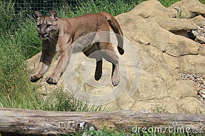 Jumping Puma at the Big Cat Sanctuary Stock Photo