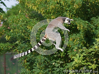 Jumping ring-tailed lemur Stock Photo