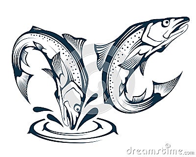 Jumping Salmon Fish. Illustration of an Atlantic Salmon. Jumping Fish. Alaskan King Salmon. Sea Fish. Vector Illustration