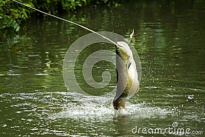 Jumping Silver Arowana Stock Image Image 36237861