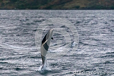 Jumping Southern right whale dolphin in the Strait of Magellan Stock Photo