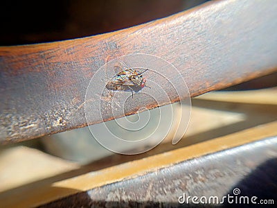 A fly looking a food in this morning Stock Photo