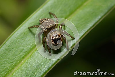 Jumping spider Stock Photo