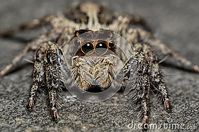 Jumping Spider Stock Photo